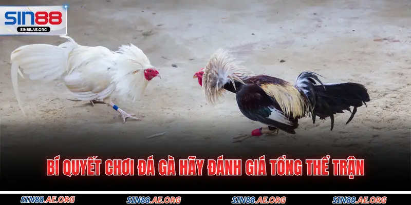 Bí quyết chơi đá gà hãy đánh giá tổng thể trận