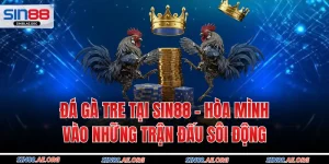 Đá Gà Tre Tại Sin88 - Hòa Mình Vào Những Trận Đấu Sôi Động