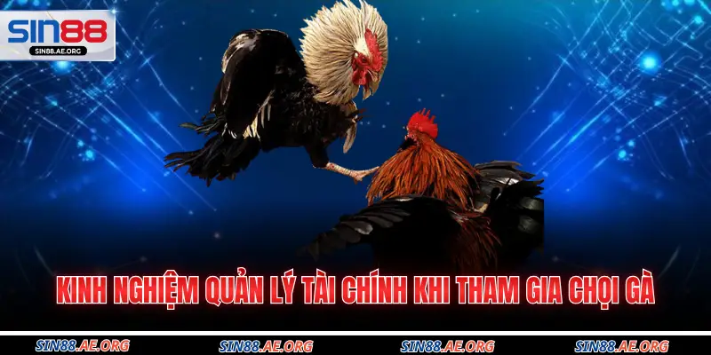 Kinh nghiệm quản lý tài chính khi tham gia chọi gà