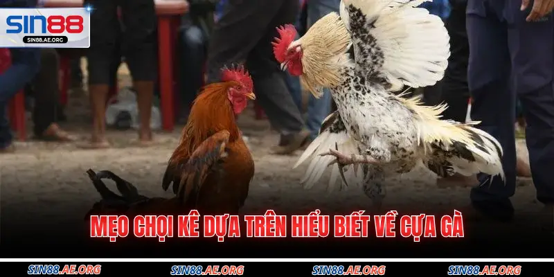 Mẹo chọi kê dựa trên hiểu biết về cựa gà