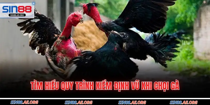 Tìm hiểu quy trình kiểm định vũ khi chọi gà