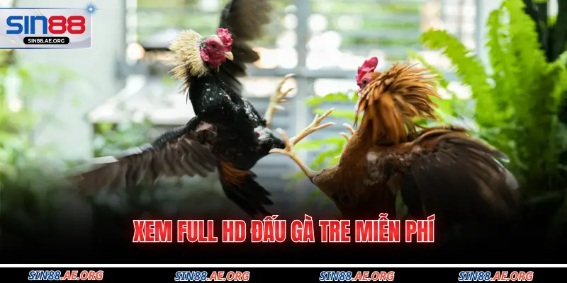 Xem Full HD đấu gà tre miễn phí 